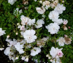 Trandafiri agatatori de gradina urcatori  White New Dawn, planta formata cu radacini la ghivece