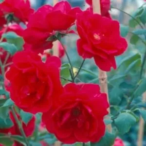 Trandafiri urcatori, soiul Paul Scarlet, in ghiveci de 2l