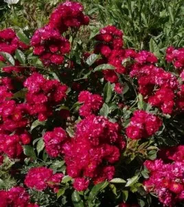 Trandafiri pitici de gradina rosu Fairy Dance Harward   plante in ghiveci de 2l